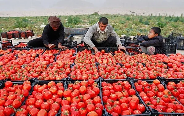 گوجه خریدار ندارد/۵٠ هزار تن محصول روی دست کشاورزان